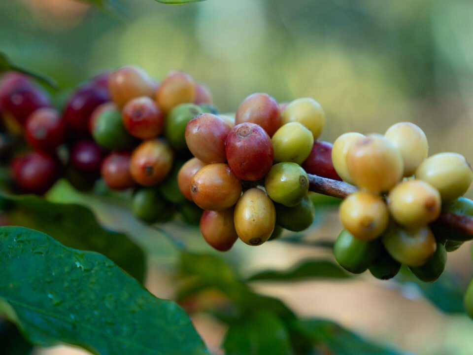 Country & Coffee Club